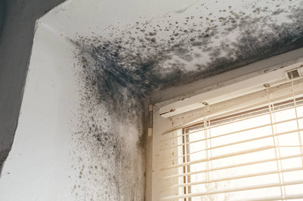 Affordable Basement Mold Removal solutions in Richland, PA
