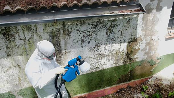 Top rated local Basement Mold Removal specialists in Richland, PA